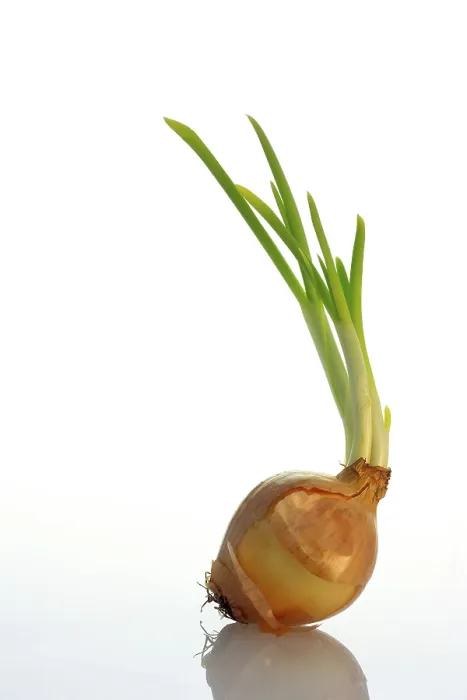 Gerahmter Druck : Ein sprossender Zwiebel. Gerahmter Druck : Ein sprossender Zwiebel.
