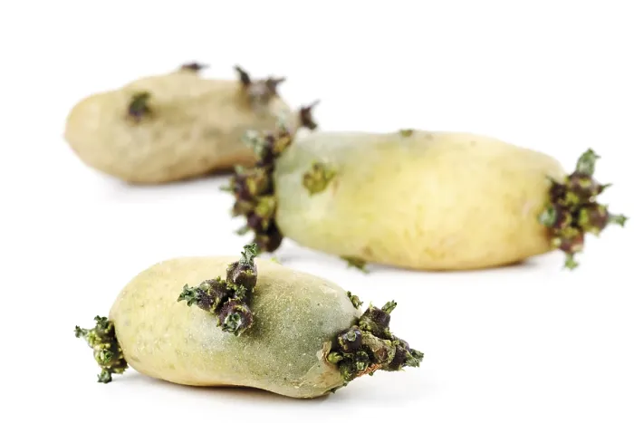 Gerahmter Druck : Kartoffeln, die sprossen. Gerahmter Druck : Kartoffeln, die sprossen.
