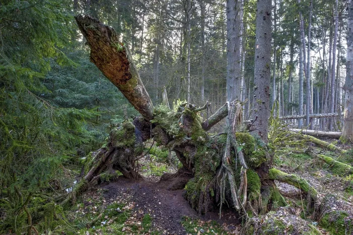Gerahmter Druck : Tannenwald, Moos, geschützter Wald. Gerahmter Druck : Tannenwald, Moos, geschützter Wald.