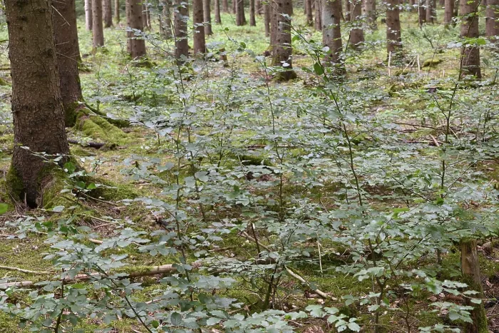 Gerahmter Druck : Tannenwald mit jungen Buchen. Gerahmter Druck : Tannenwald mit jungen Buchen.