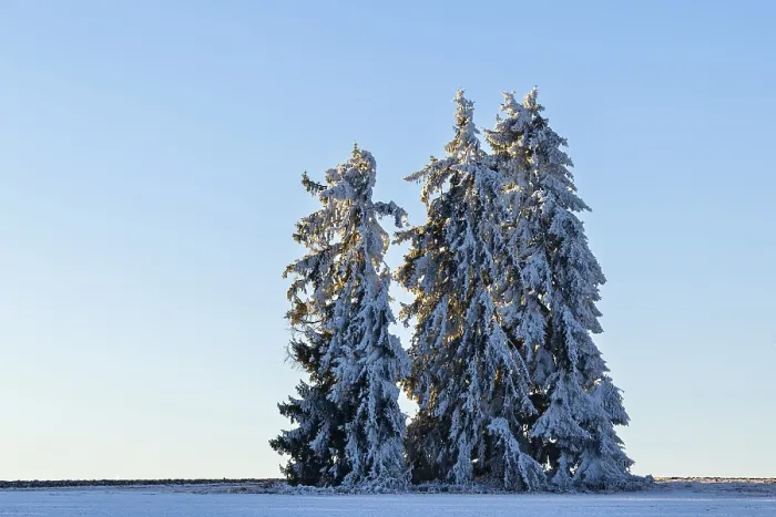 Gerahmter Druck : Tanne (Picea), Kiefer (Pinaceae) Gerahmter Druck : Tanne (Picea), Kiefer (Pinaceae)