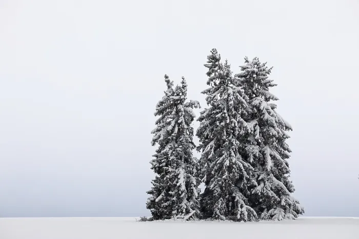 Gerahmter Druck : Fichte (Picea), Kiefer (Pinaceae) Gerahmter Druck : Fichte (Picea), Kiefer (Pinaceae)