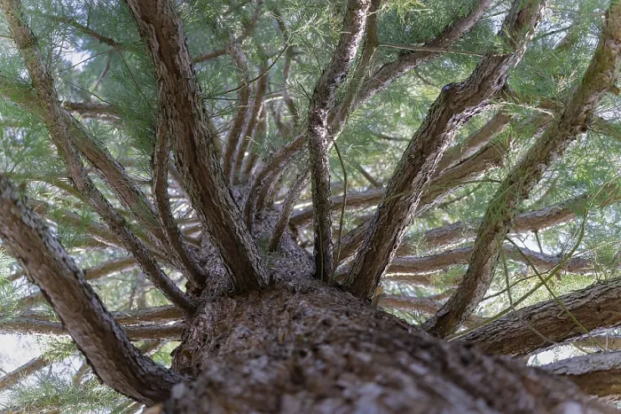 Gerahmter Druck : Fichte (Pinaceae), Stamm, Äste Gerahmter Druck : Fichte (Pinaceae), Stamm, Äste