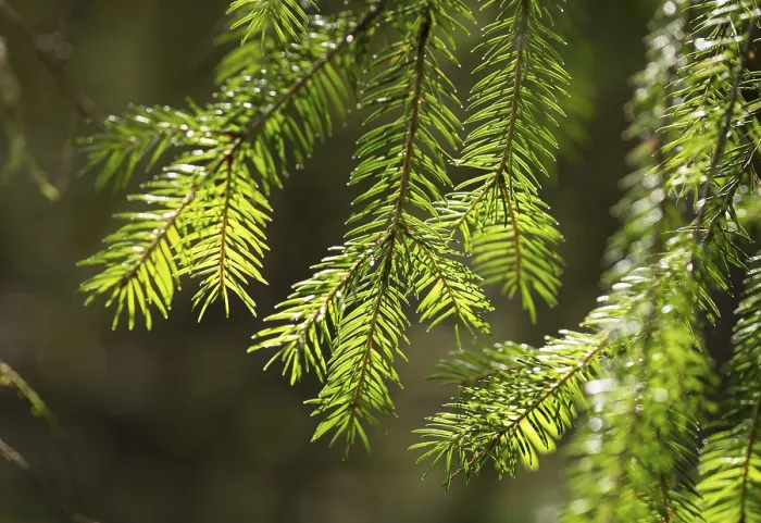 Gerahmter Druck : Fichtenzweige (Picea abies) Gerahmter Druck : Fichtenzweige (Picea abies)