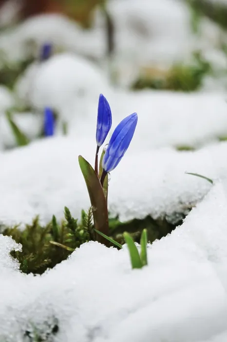 Gerahmter Druck : Squill (Scilla), Deutschland Gerahmter Druck : Squill (Scilla), Deutschland