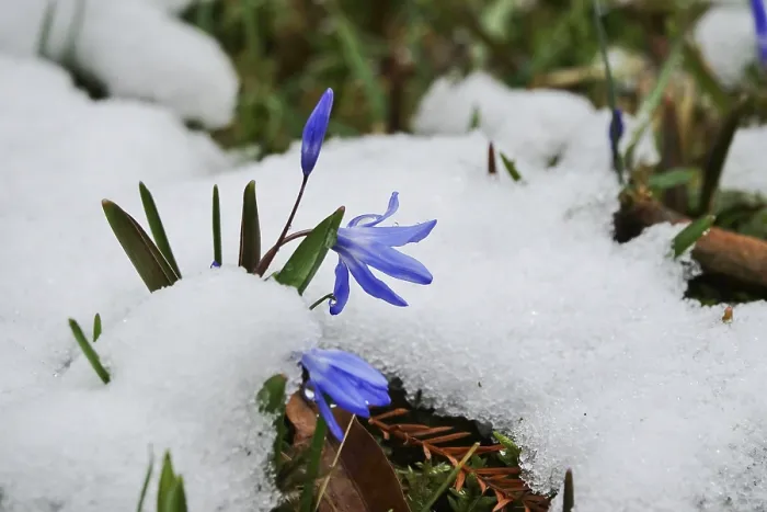 Gerahmter Druck : Squill (Scilla) in Deutschland Gerahmter Druck : Squill (Scilla) in Deutschland