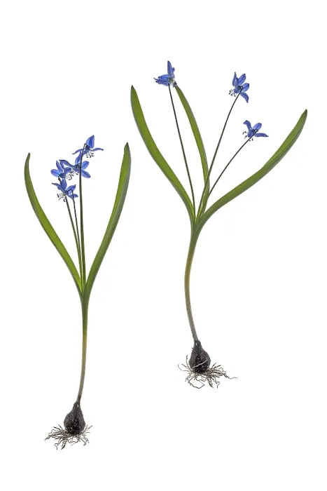 Gerahmter Druck : Squills (Scilla) auf weißem Hintergrund, Deutschland. Gerahmter Druck : Squills (Scilla) auf weißem Hintergrund, Deutschland.