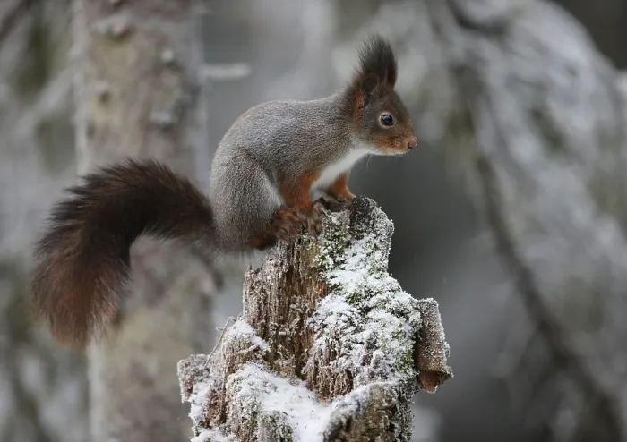 Gerahmter Druck : Eichhörnchen auf einem Ast Gerahmter Druck : Eichhörnchen auf einem Ast