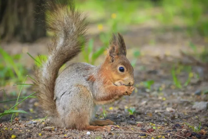 Gerahmter Druck : Eichhörnchen isst ein Nussküchlein. Rotbauchmarmotte