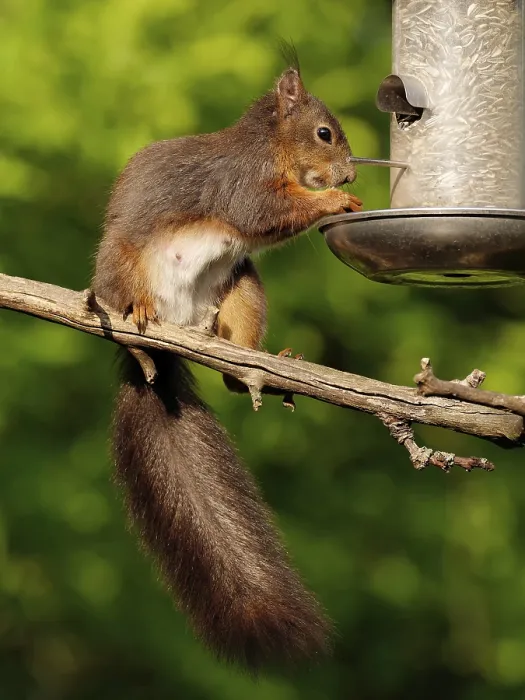 Gerahmter Druck : Eichhörnchen frisst Vogelfutter. Gerahmter Druck : Eichhörnchen frisst Vogelfutter.