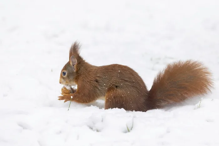 Gerahmter Druck : Eichhörnchen (Sciurus), Deutschland Gerahmter Druck : Eichhörnchen (Sciurus), Deutschland