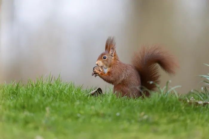 Gerahmter Druck : Eichhörnchen in Deutschland Gerahmter Druck : Eichhörnchen in Deutschland