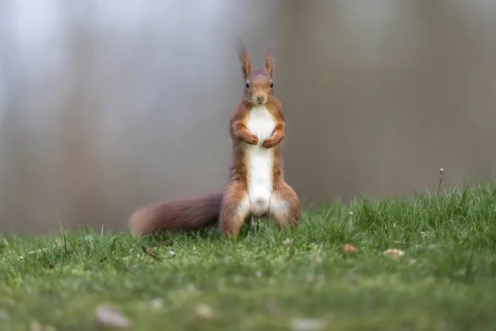 Gerahmter Druck : Eichhörnchen in Deutschland Gerahmter Druck : Eichhörnchen in Deutschland