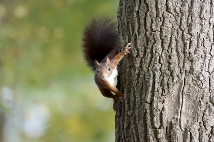 Gerahmter Druck : Eichhörnchen (Sciurus) an einem Baumstamm in Deutschland
