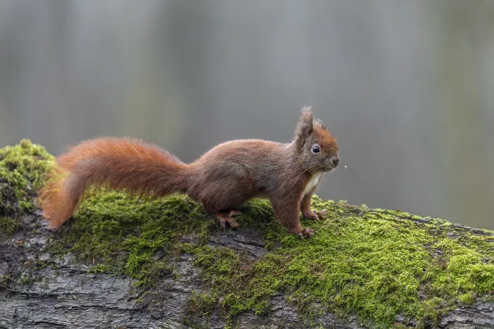 Gerahmter Druck : Der Eichhörnchen (Sciurus vulgaris) Gerahmter Druck : Der Eichhörnchen (Sciurus vulgaris)