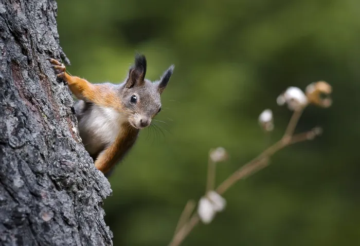 Gerahmter Druck : Eichhörnchen (Sciurus vulgaris), klettert auf einem Baumstamm. Gerahmter Druck : Eichhörnchen (Sciurus vulgaris), klettert auf einem Baumstamm.