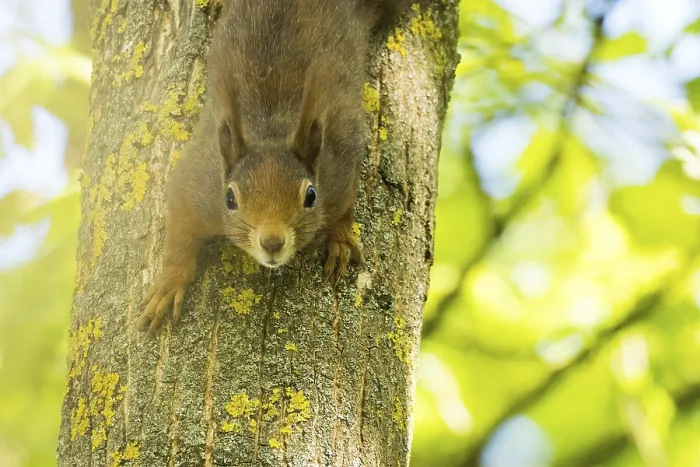 Gerahmter Druck : Ein Eichhörnchen (Sciurus vulgaris) erkundet neugierig einen Baum. Gerahmter Druck : Ein Eichhörnchen (Sciurus vulgaris) erkundet neugierig einen Baum.