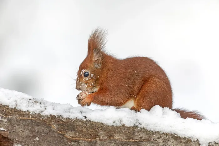Gerahmter Druck : Ein Eichhörnchen (Sciurus vulgaris) frisst ein Haselnuss. Gerahmter Druck : Ein Eichhörnchen (Sciurus vulgaris) frisst ein Haselnuss.