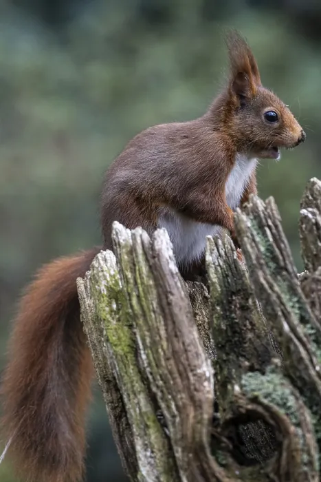Gerahmter Druck : Eichhörnchen (Sciurus vulgaris), Emsland.