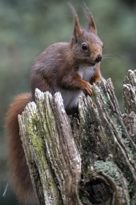 Gerahmter Druck : Eichhörnchen (Sciurus vulgaris), Emsland. Gerahmter Druck : Eichhörnchen (Sciurus vulgaris), Emsland.