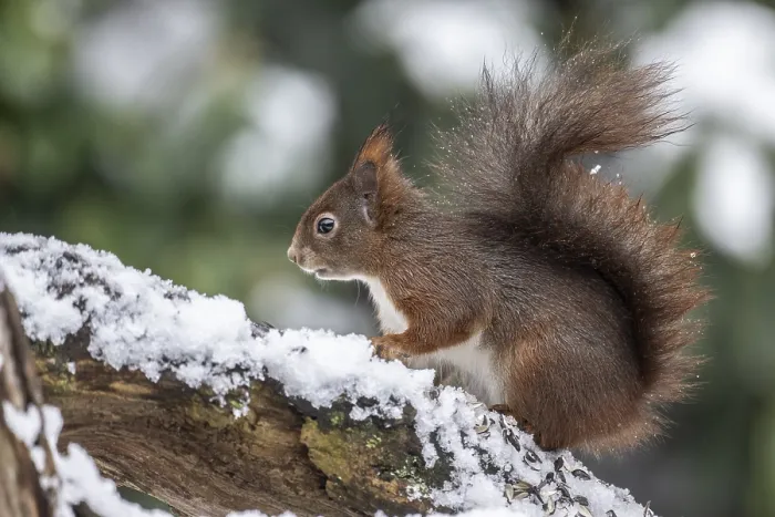 Gerahmter Druck : Eichhörnchen (Sciurus vulgaris), Emsland. Gerahmter Druck : Eichhörnchen (Sciurus vulgaris), Emsland.