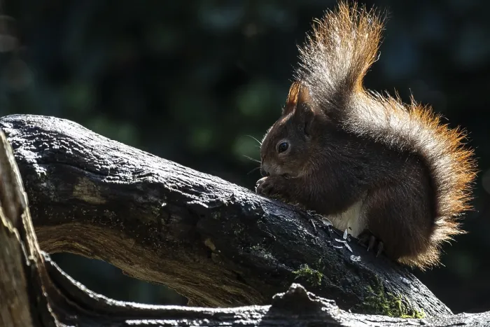 Gerahmter Druck : Eichhörnchen (Sciurus vulgaris), Emsland. Gerahmter Druck : Eichhörnchen (Sciurus vulgaris), Emsland.