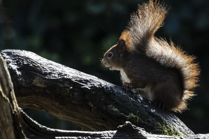 Gerahmter Druck : Eichhörnchen (Sciurus vulgaris), Emsland Gerahmter Druck : Eichhörnchen (Sciurus vulgaris), Emsland