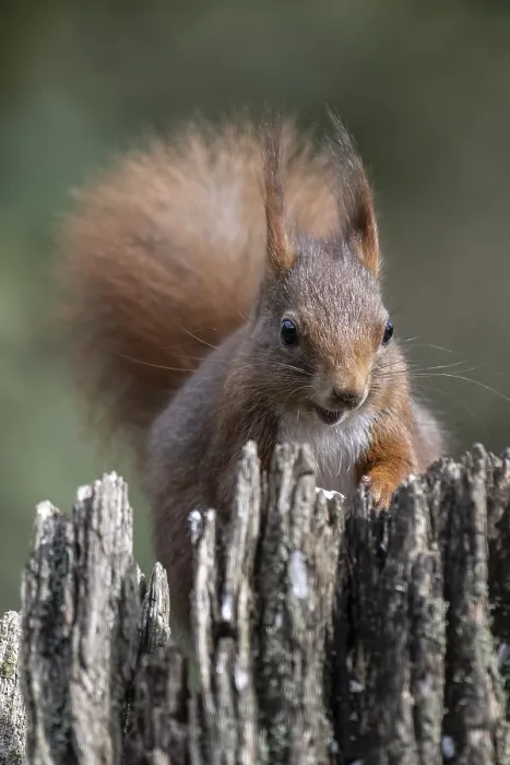 Gerahmter Druck : Eichhörnchen (Sciurus vulgaris), Emsland. Gerahmter Druck : Eichhörnchen (Sciurus vulgaris), Emsland.