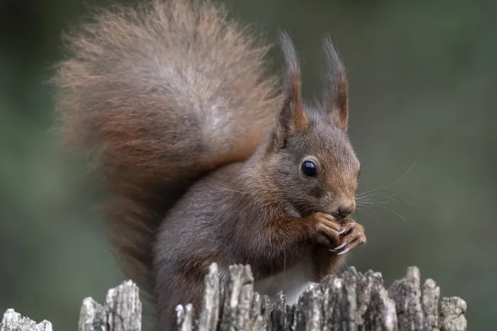 Gerahmter Druck : Eichhörnchen (Sciurus vulgaris), Emsland Gerahmter Druck : Eichhörnchen (Sciurus vulgaris), Emsland