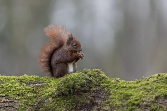 Gerahmter Druck : Eichhörnchen (Sciurus vulgaris) - Eurasches Eichhörnchen - Eurasches Rot-eichhörnchen Gerahmter Druck : Eichhörnchen (Sciurus vulgaris) - Eurasches Eichhörnchen - Eurasches Rot-eichhörnchen