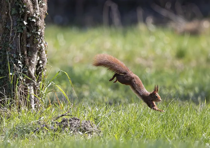 Gerahmter Druck : Eichhörnchen (Sciurus vulgaris) springt von einem Baumstamm. Gerahmter Druck : Eichhörnchen (Sciurus vulgaris) springt von einem Baumstamm.