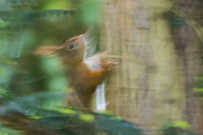 Gerahmter Druck : Eichhörnchen (Sciurus vulgaris) in Bewegung im Wald, Hessen, Deutschland Gerahmter Druck : Eichhörnchen (Sciurus vulgaris) in Bewegung im Wald, Hessen, Deutschland