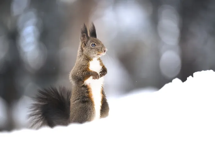 Gerahmter Druck : Eichhörnchen (Sciurus vulgaris) im Schnee. Gerahmter Druck : Eichhörnchen (Sciurus vulgaris) im Schnee.