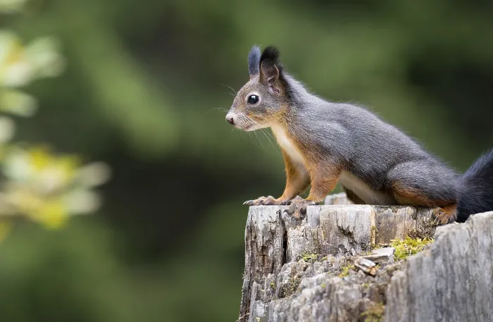 Gerahmter Druck : Eichhörnchen (Sciurus vulgaris) auf einem Baumstumpf.