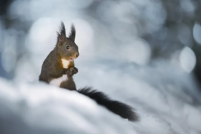 Gerahmter Druck : Eichhörnchen (Sciurus vulgaris) im Winter. Gerahmter Druck : Eichhörnchen (Sciurus vulgaris) im Winter.
