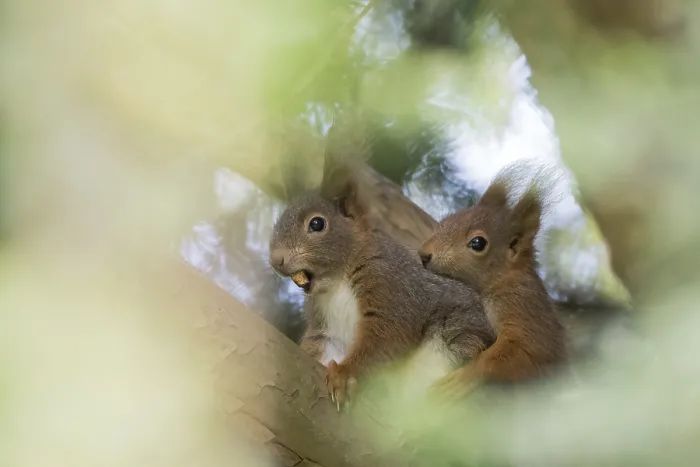 Gerahmter Druck : Zwei Eichhörnchen (Sciurus vulgaris auf einem Ast) Gerahmter Druck : Zwei Eichhörnchen (Sciurus vulgaris auf einem Ast)