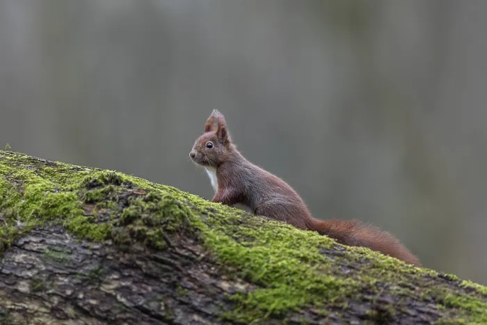 Gerahmter Druck : Eichhörnchen (Sciurus vulgaris) müssen ständig wachsam sein. Gerahmter Druck : Eichhörnchen (Sciurus vulgaris) müssen ständig wachsam sein.