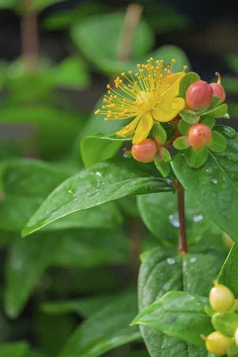 Gerahmter Druck : Heilkräuter der Johanneskraut (Hypericum inodorum) Gerahmter Druck : Heilkräuter der Johanneskraut (Hypericum inodorum)