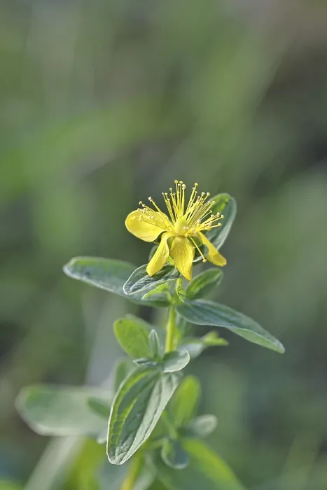 Gerahmter Druck : Heilkräutlein von Johannes (Hypericum perforatum) Gerahmter Druck : Heilkräutlein von Johannes (Hypericum perforatum)