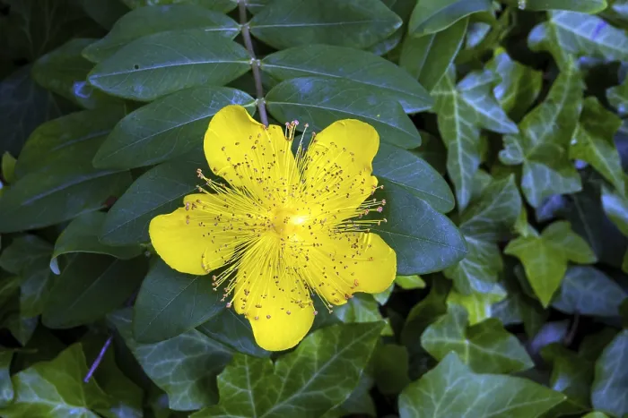 Gerahmter Druck : Heilkräuter der Johanneskraut (Hypericum perforatum) Gerahmter Druck : Heilkräuter der Johanneskraut (Hypericum perforatum)
