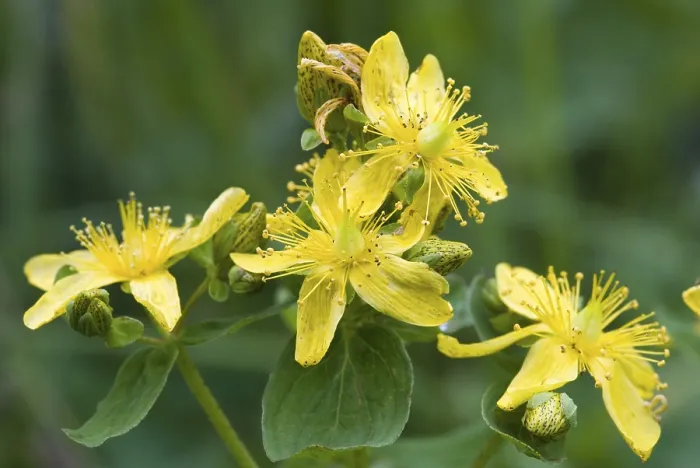 Gerahmter Druck : St. Johannskraut (Hypericum perforatum) Gerahmter Druck : St. Johannskraut (Hypericum perforatum)