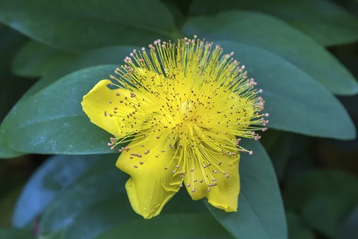 Gerahmter Druck : St. Johanneskraut (Hypericum perforatum), Blüte, Baden-Württemberg, Deutschland Gerahmter Druck : St. Johanneskraut (Hypericum perforatum), Blüte, Baden-Württemberg, Deutschland