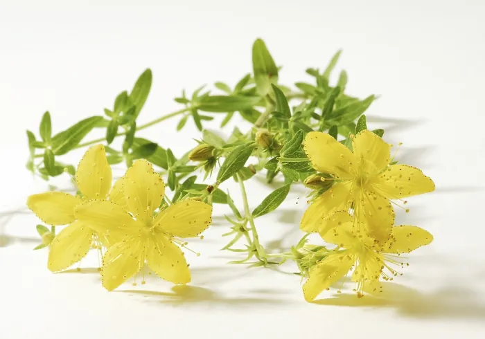 Gerahmter Druck : St. Johannskraut (Hypericum perforatum), Heilpflanze Gerahmter Druck : St. Johannskraut (Hypericum perforatum), Heilpflanze