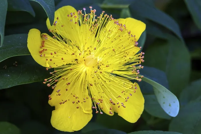 Gerahmter Druck : St Johns Kirsche (Hypericum perforatum)