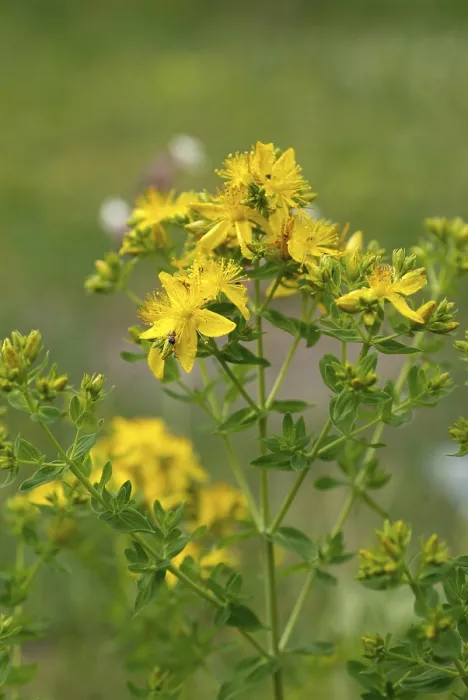 Gerahmter Druck : Hypericum perforatum Gerahmter Druck : Hypericum perforatum