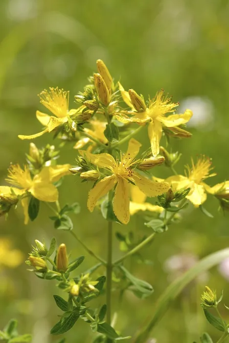 Gerahmter Druck : Hypericum perforatum Gerahmter Druck : Hypericum perforatum