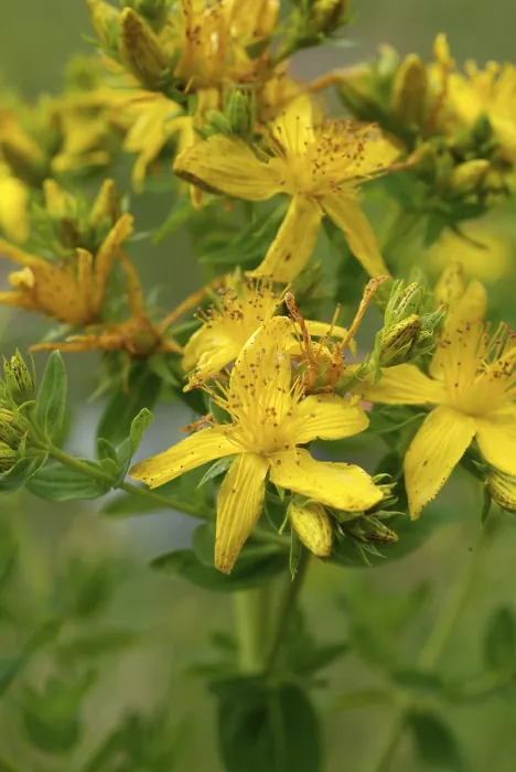 Gerahmter Druck : Hypericum perforatum Gerahmter Druck : Hypericum perforatum