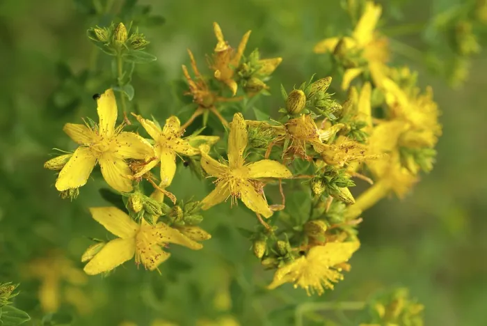 Gerahmter Druck : Hypericum perforatum Gerahmter Druck : Hypericum perforatum