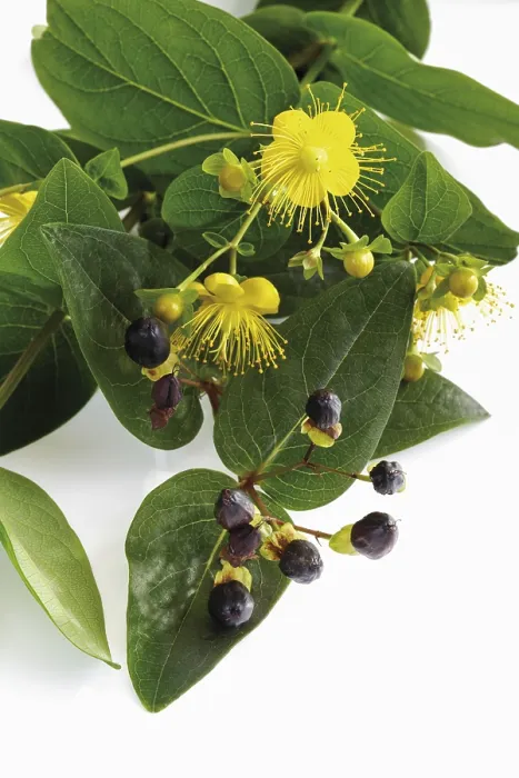 Gerahmter Druck : St. Johannskraut (Hypericum perforatum) Gerahmter Druck : St. Johannskraut (Hypericum perforatum)