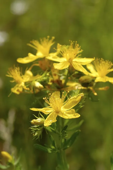 Gerahmter Druck : Hypericum perforatum Gerahmter Druck : Hypericum perforatum